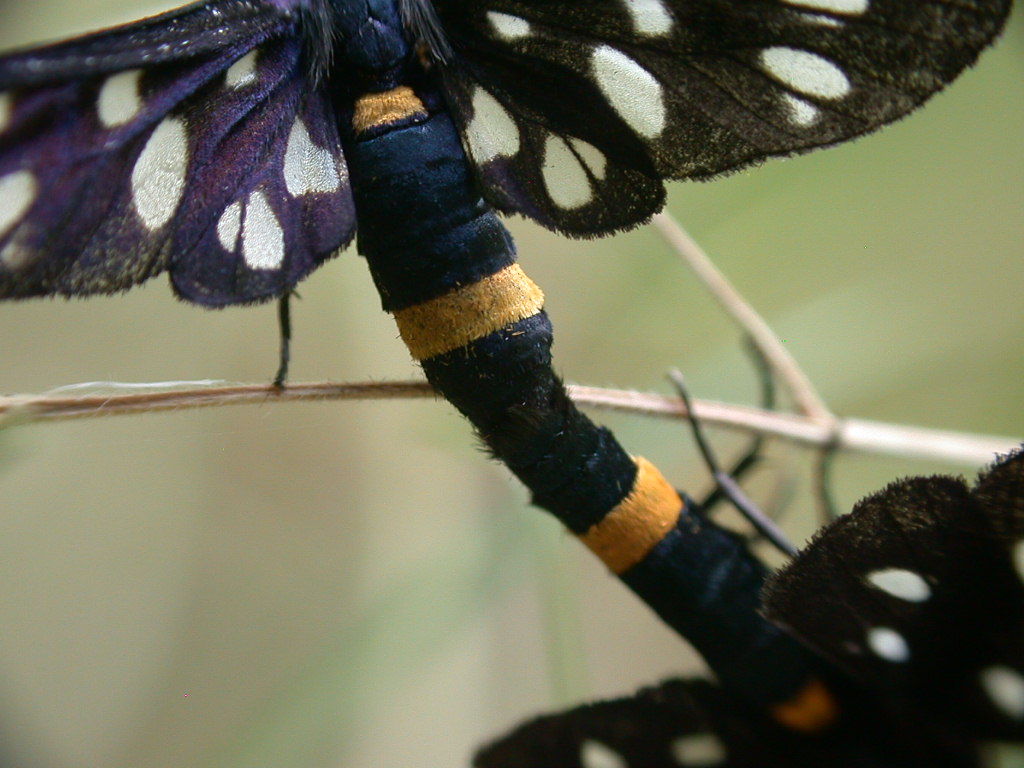 Amata phegea